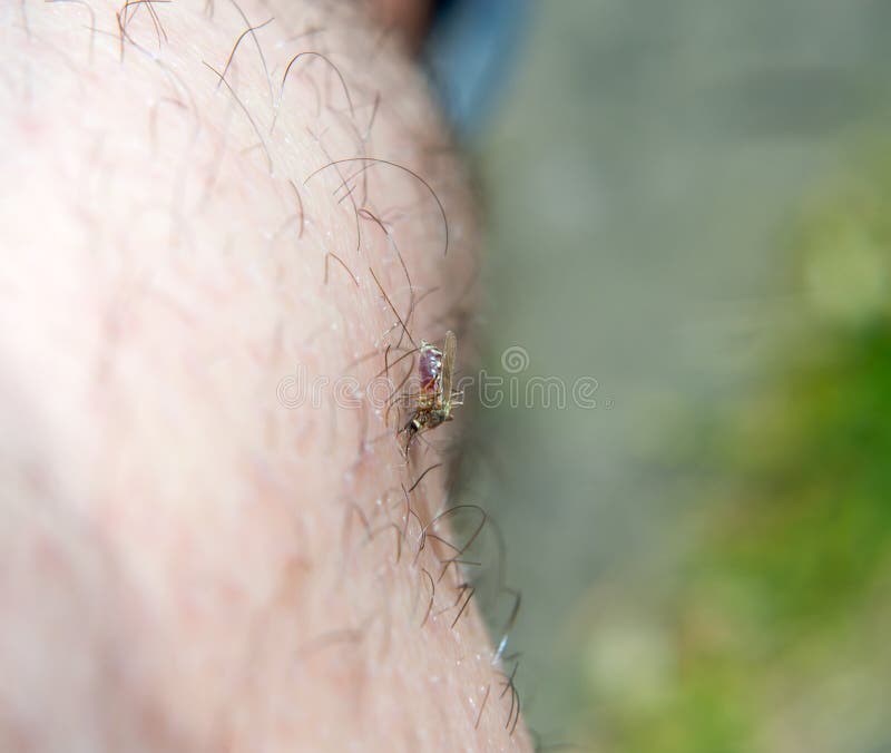 Sang de succion de moustique d'anophèles images libres de droits Sang de succion de moustique d'anophèles images libres de droits