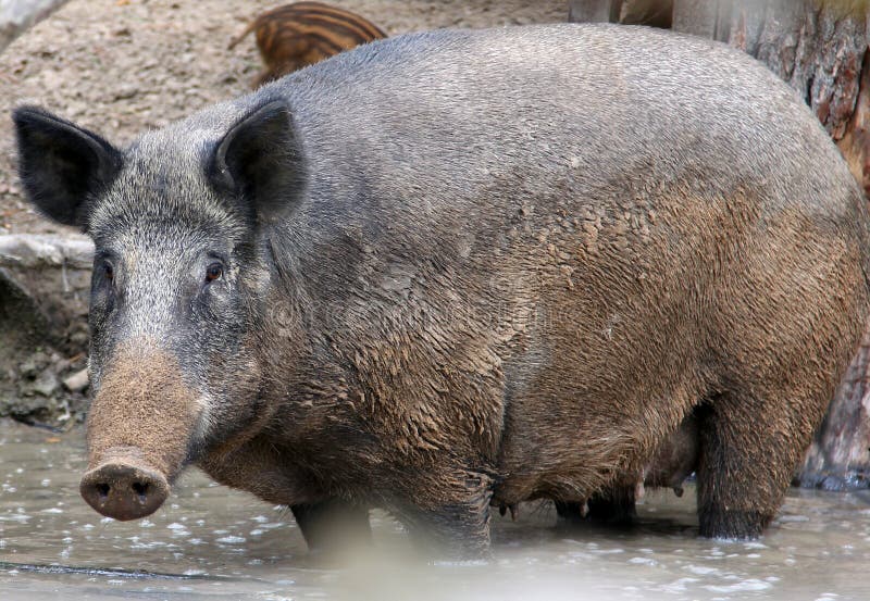 Comment S appelle La Femelle Du Sanglier Beau Sanglier Femelle (scrofa De Sus) Photo stock - Image du nourriture