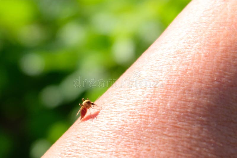 Sangre-chupar el insecto en piel humana Mosquito por completo del primer de la sangre imagenes de archivo Sangre-chupar el insecto en piel humana Mosquito por completo del primer de la sangre imagenes de archivo