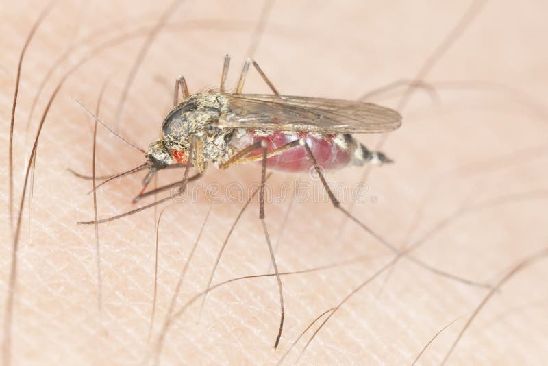 Sangre que aspira del mosquito imagenes de archivo Sangre que aspira del mosquito imagenes de archivo