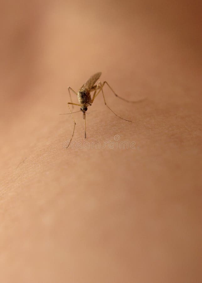 Sangre que aspira del mosquito fotos de archivo libres de regalías Sangre que aspira del mosquito fotos de archivo libres de regalías