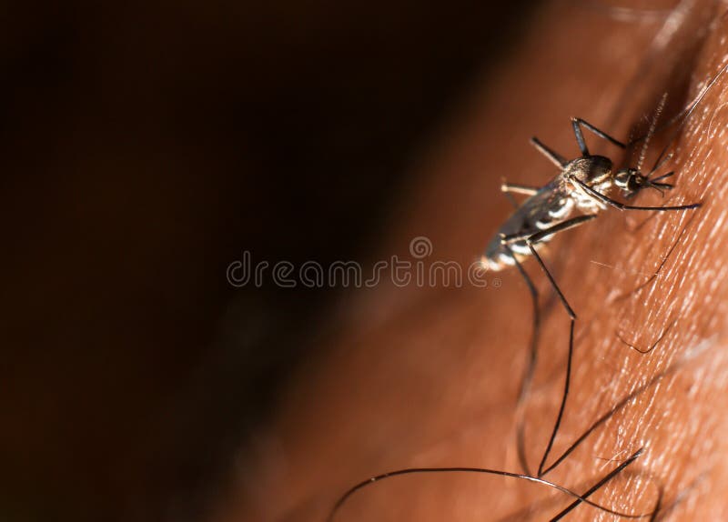 Sangue humano de sugação do inseto do mosquito fotografia de stock Sangue humano de sugação do inseto do mosquito fotografia de stock