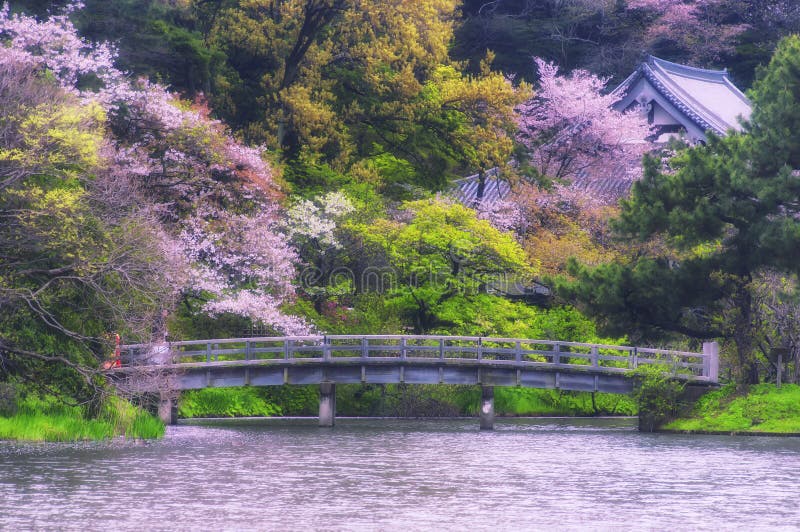Sankeien garden yokohama ιαπωνία κερασιές άνθη στοκ φωτογραφίες με δικαίωμα ελεύθερης χρήσης