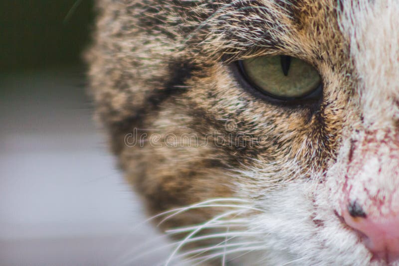 Sansande kattmakro stående lugn, tankfull munkse ögon royaltyfri foto