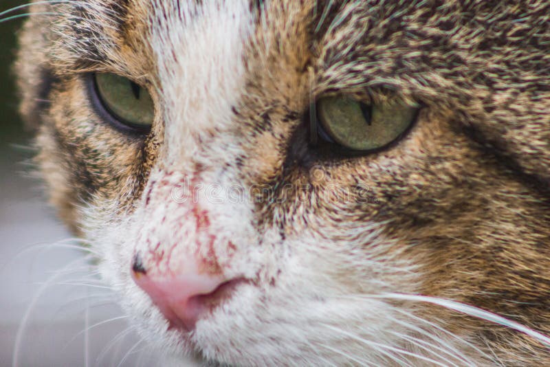 Sansande kattmakro stående lugn, tankfull munkse ögon arkivbilder