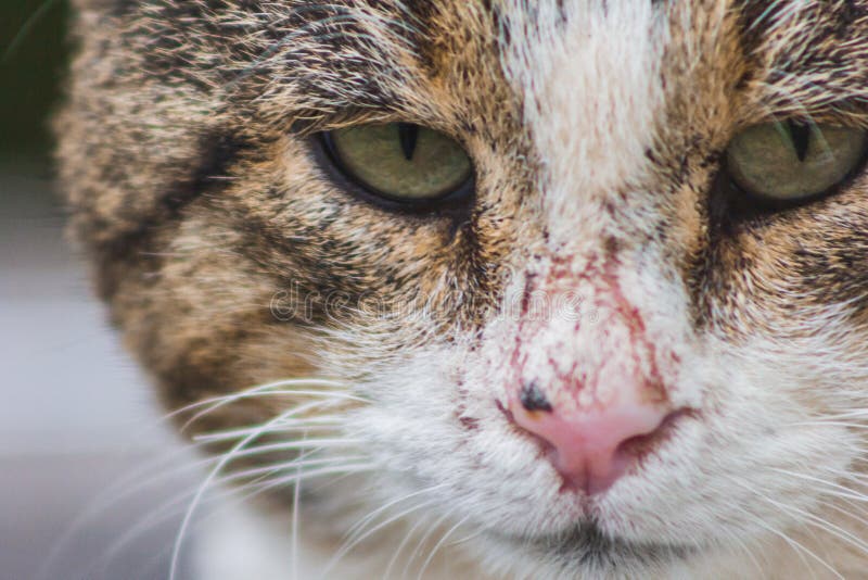 Sansande kattmakro stående lugn, tankfull munkse ögon arkivfoto