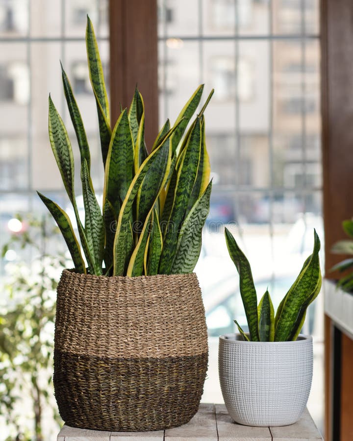 Sansevieria, Dracaena trifasciata in the plant pot