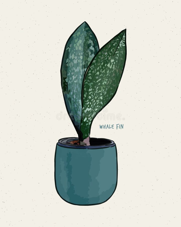 Sansevieria Masoniana Whale Fin Snake PlantPaddle Plant. Hand Draw