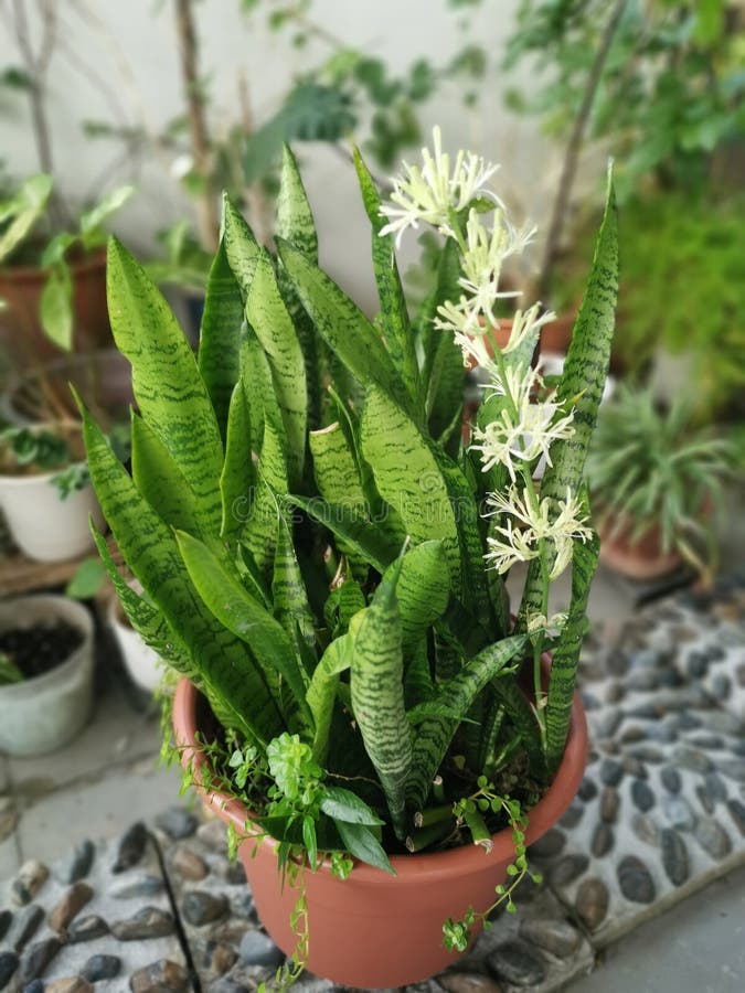 Sansevieria Snake Plant Pot with Sprouting White Flower. Stock Image