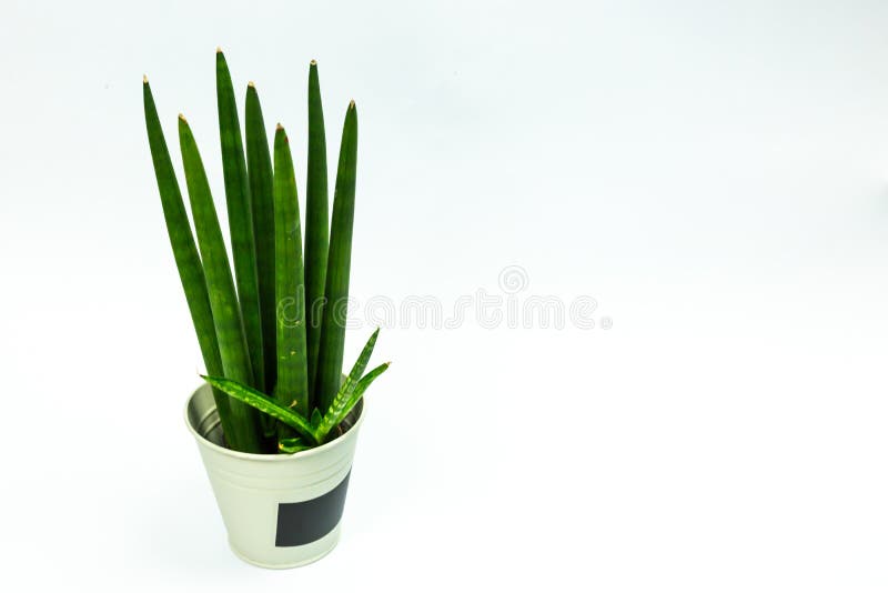 Sansevieria Spaghetti in white pot isolated on white background