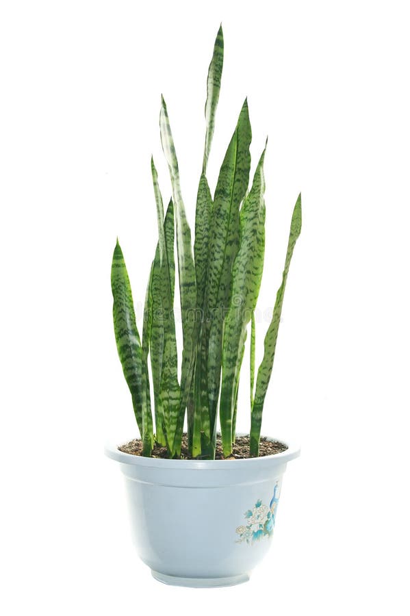 Sansevieria trifasciata royalty free stock photos