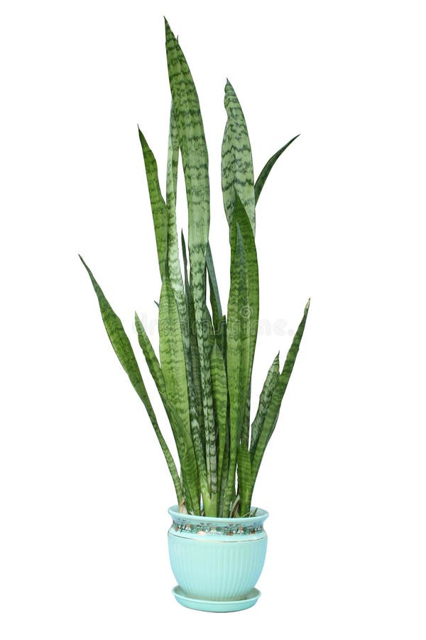 Sansevieria trifasciata green plant royalty free stock photos