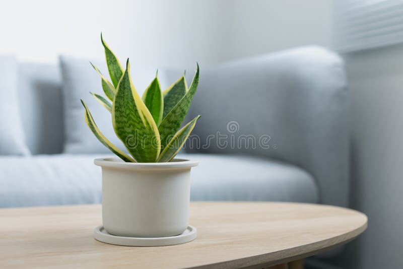 Sansevieria trifasciata Prain or Snake plant