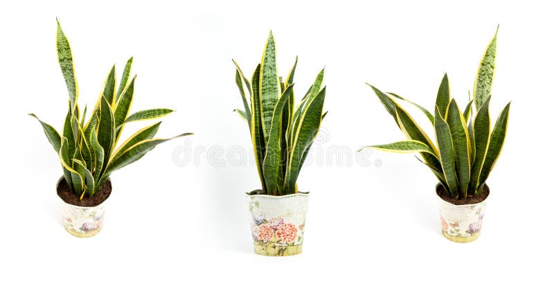 Sansevieria trifasciata or Snake plant in pot on a white background