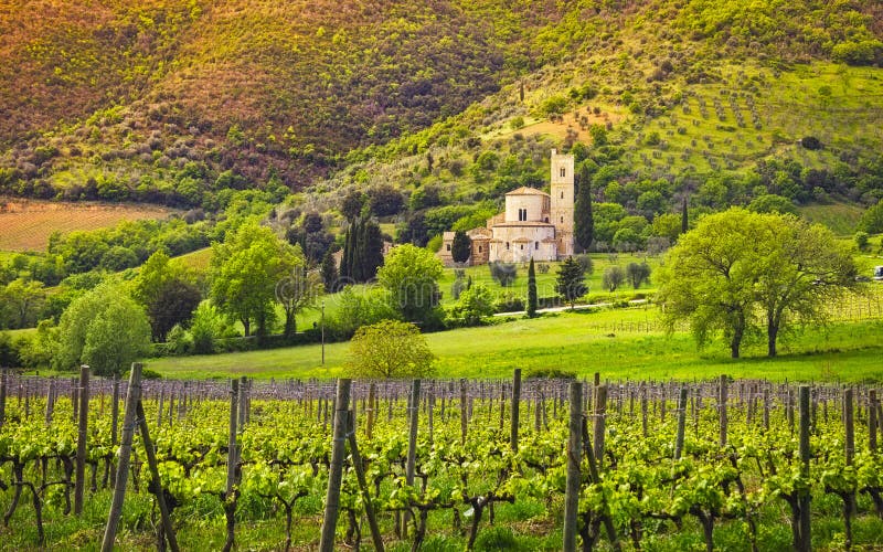 Sant Antimo Montalcino church, vineyards and olive tree. Tuscany, Italy