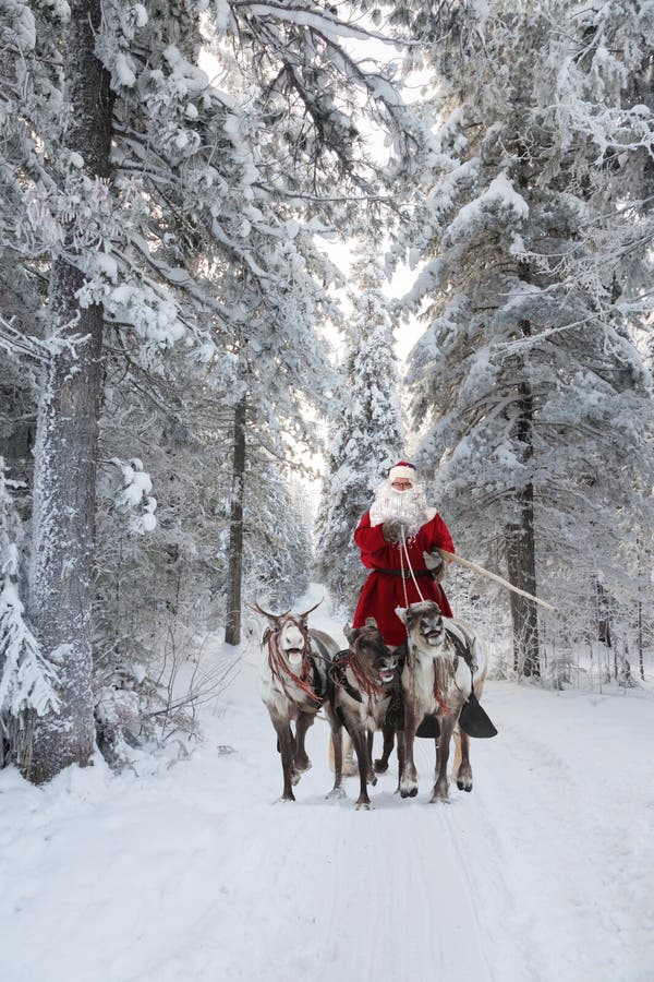 Santa Claus e la sua renna in foresta