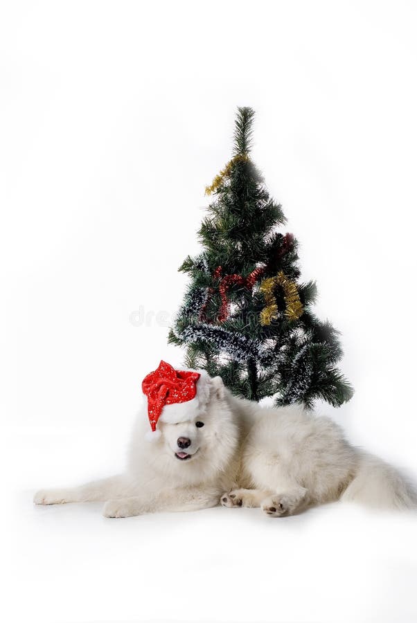 Santa dog