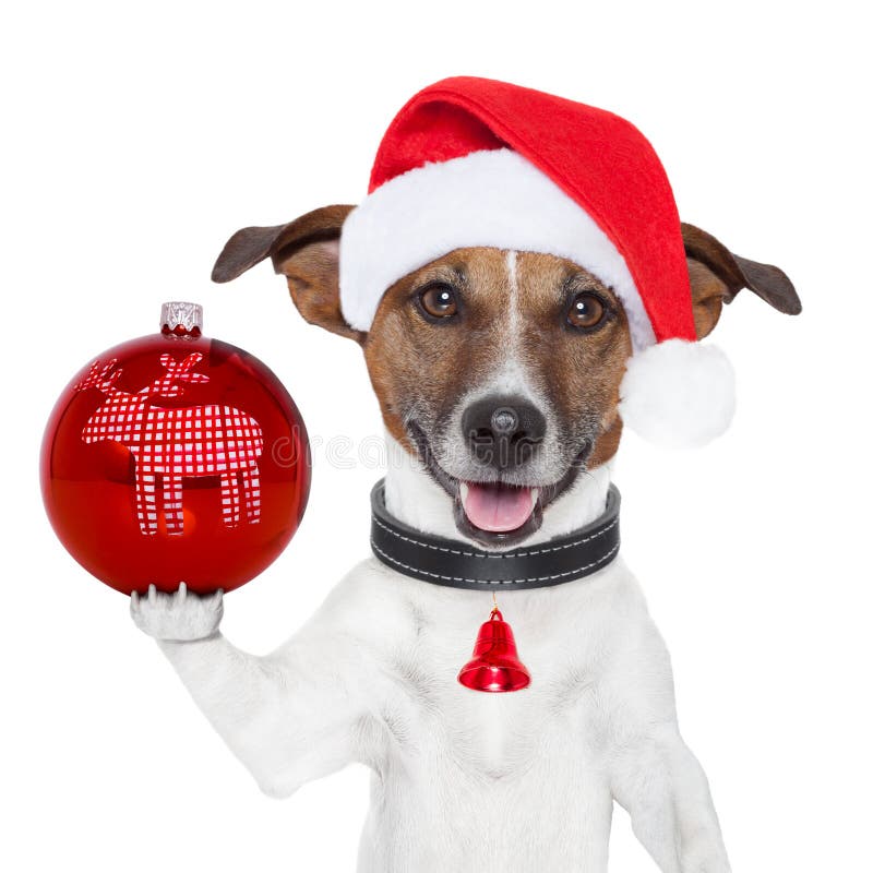 Santa dog with christmas ball on paw