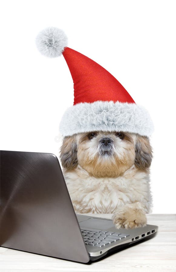 Santa dog using laptop or notebook stock photos Santa dog using laptop or notebook stock photos
