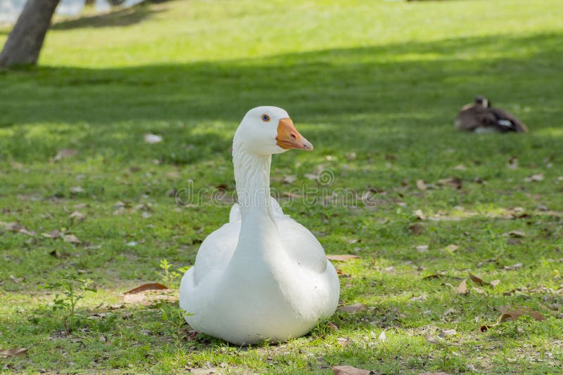 Domestic goose sitting at Santa Fe Dam Recreation Area, Los Angeles County, California