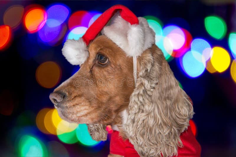 Santa a habillé Noël de Noël de chiot photographie stock libre de droits Santa a habillé Noël de Noël de chiot photographie stock libre de droits