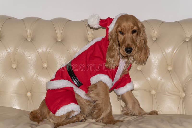 Santa a habillé Noël nouveau-né de chiot photos libres de droits Santa a habillé Noël nouveau-né de chiot photos libres de droits