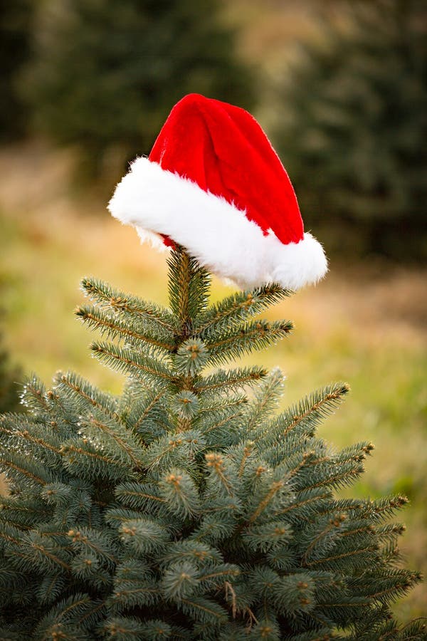 Santa Hat on Pine Tree stock image. Image of topper, santa 63481815