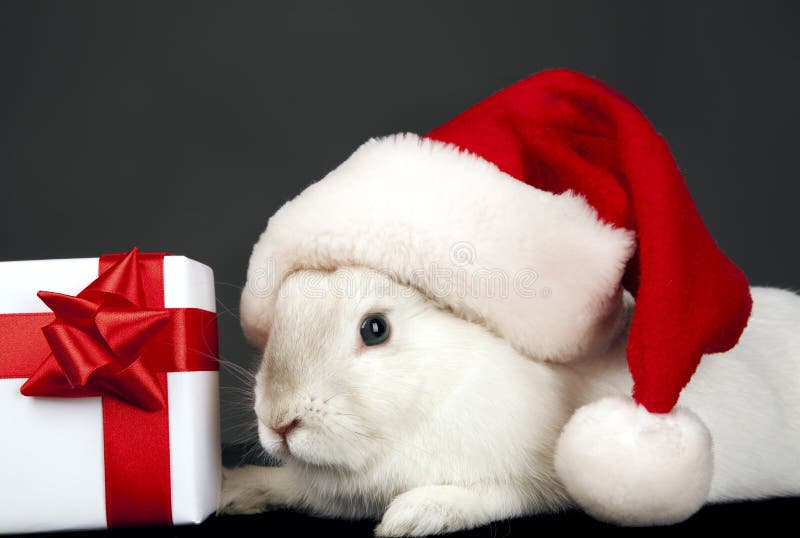 Santa rabbit hat with Christmas box