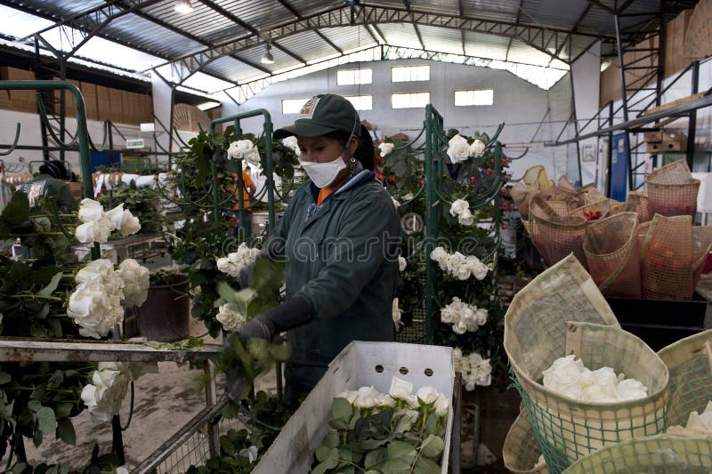 Plantation workers pack roses, Ecuador
