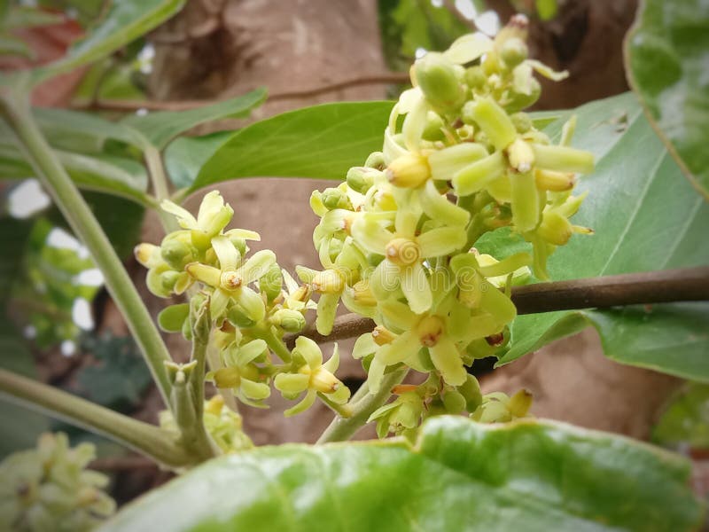 Santal Flower that Will Fruit Stock Photo Image of food