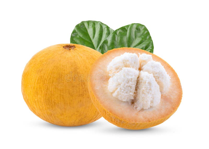 Santol Leaf, Santol Tree or Santal Plant or Sandoricum Koetjape or