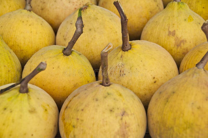 Santol Fruit the Wild Mangosteen Stock Photo Image of exotic, edible