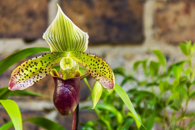 Sapato-de-coleira-escorregadio, Também Conhecido Como Sapato-de-veneno Em  Frente a Uma Parede De Pedra. Espaço De Cópia Imagem de Stock - Imagem de  jardim, flora: 214584845