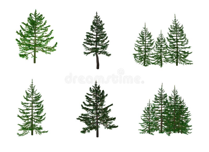 sapin illustration de vecteur sapin illustration de vecteur