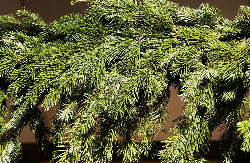 527 Sapin Sapin Photos Free Royalty Free Stock Photos From Dreamstime 527 Sapin Sapin Photos Free Royalty Free Stock Photos From Dreamstime