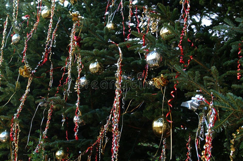 527 Sapin Sapin Photos Free Royalty Free Stock Photos From Dreamstime 527 Sapin Sapin Photos Free Royalty Free Stock Photos From Dreamstime