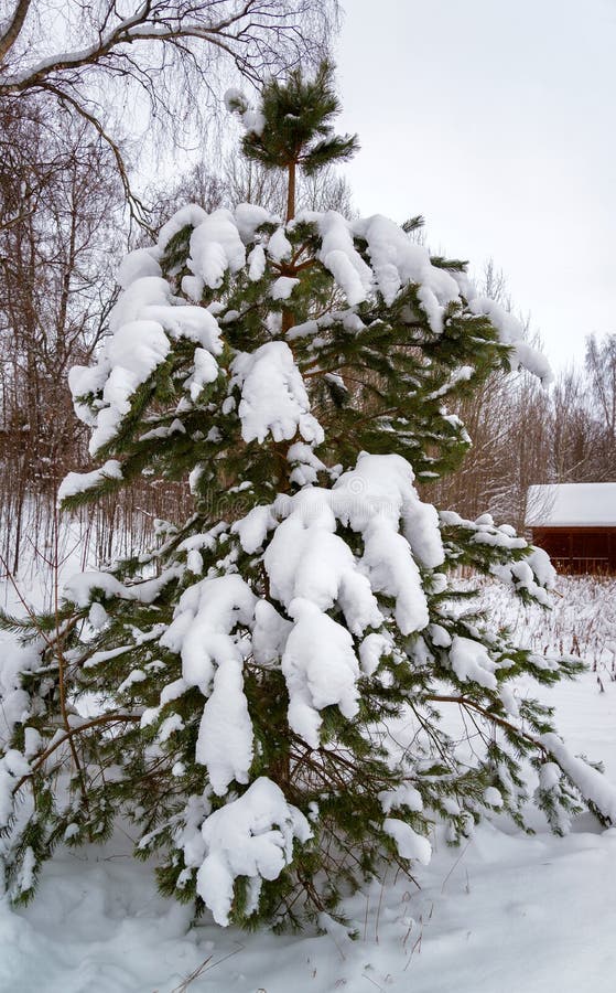 Sapin sous la neige photos libres de droits Sapin sous la neige photos libres de droits