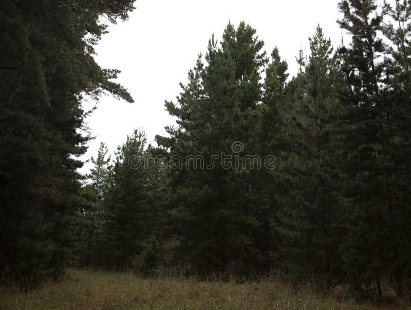 Sapins de noël dans une forêt dense pendant l'après-midi nuageux au réservoir de mornington photographie stock Sapins de noël dans une forêt dense pendant l'après-midi nuageux au réservoir de mornington photographie stock