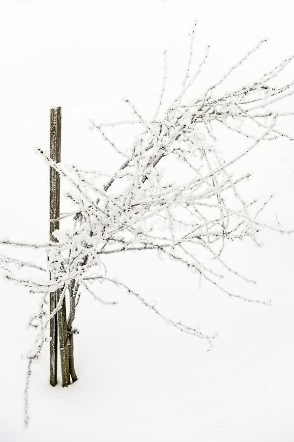 Sapling. royalty free stock photo