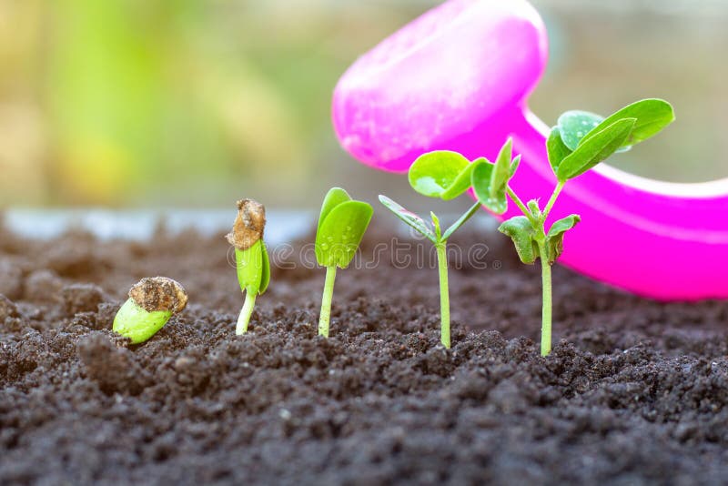 Sapling growing royalty free stock photo Sapling growing royalty free stock photo