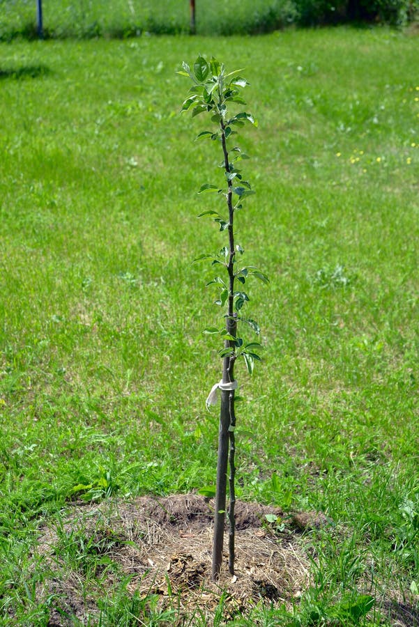 Sapling of a pear