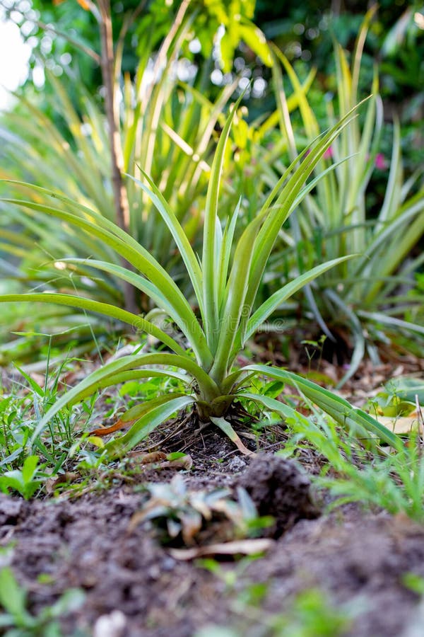 Pineapple tree on ground. stock image. Image of exotic 149294459