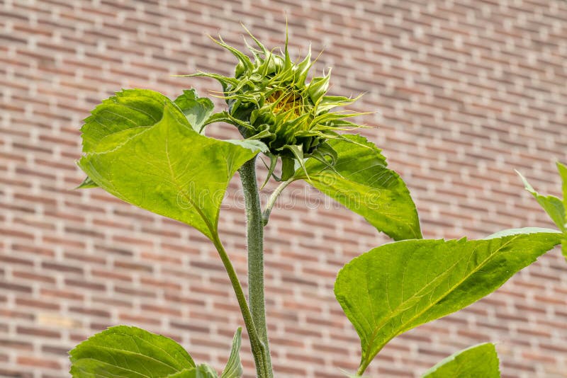 Sapling of a sunflower flower with its thick stem and leaves with a brick wall in a blurred background stock photos