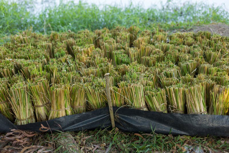 Vetiver Grass Gathered Together for Planting Stock Photo Image of