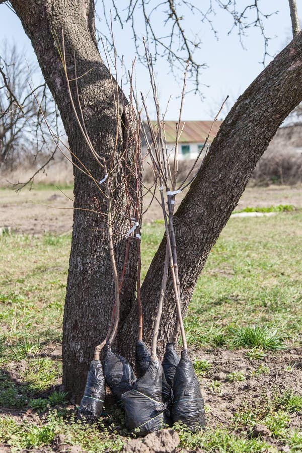Saplings of fruit trees before planting stock images Saplings of fruit trees before planting stock images