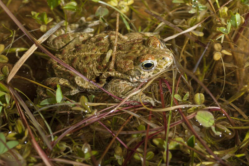 35/5000Sapo De Natterjack Epidalea Calamita στοκ φωτογραφία 35/5000Sapo De Natterjack Epidalea Calamita στοκ φωτογραφία
