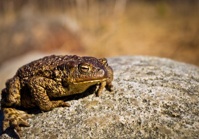 O Pequeno Sapo De Camuflagem Se Disfarça Na Idade Da Pedra