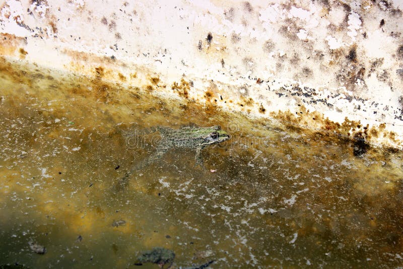 Sapo na ?gua imagens de stock Sapo na ?gua imagens de stock