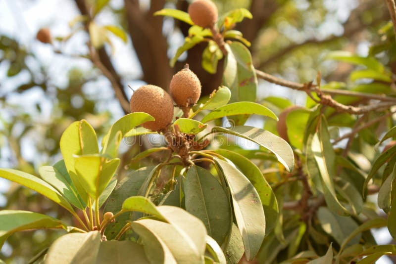 chikoo tree botanical name chikoo tree botanical name