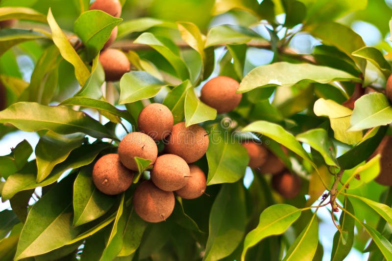 tree Sapodilla fruit